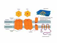 The diagram shows a gap junction and ...