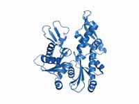 Procaryotic MreB (PDB code: 1jce) in ...