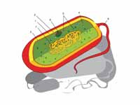 Diagram of a typical gram-negative ba...