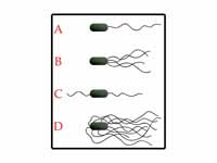 Examples of bacterial flagella arrang...