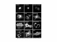 Proteins in different cellular compar...