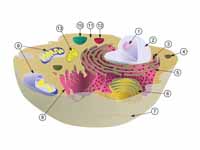 Schematic showing the cytoplasm, with...