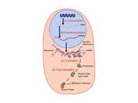 An overview of protein synthesis.