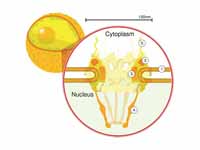 Diagram of nuclear pores