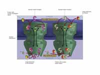 Macromolecules, such as RNA and prote...