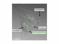 An overlay of a fluorescence microgra...