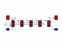 Translation of mRNA (1) by a ribosome...