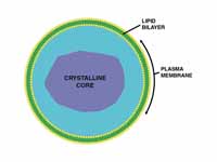 Basic structure of a peroxisome