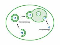 Comparison of macroautophagy and micr...