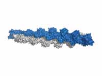 F-Actin; surface representation of 13...