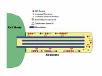 A simplified model of Intraflagellar ...