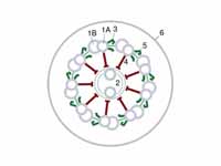 Diagram of a cross-section of the axo...