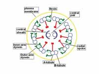 Cross-section of an axoneme