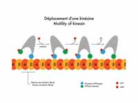 Motility of kinesin