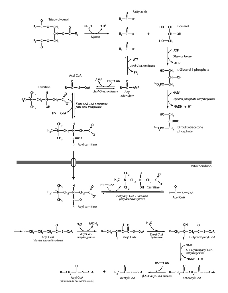 Fatty acid oxidation 1