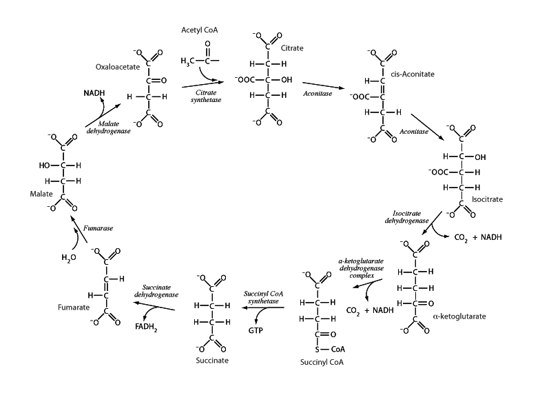 Citric acid cycle.