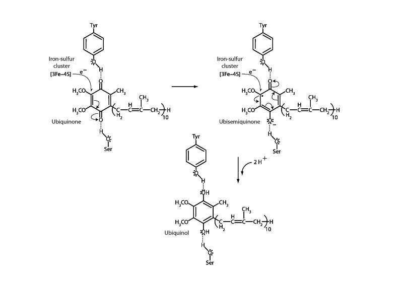 Reduction of ubiquinone by succinate ...