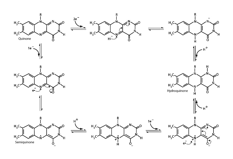 Reduction of flavin.