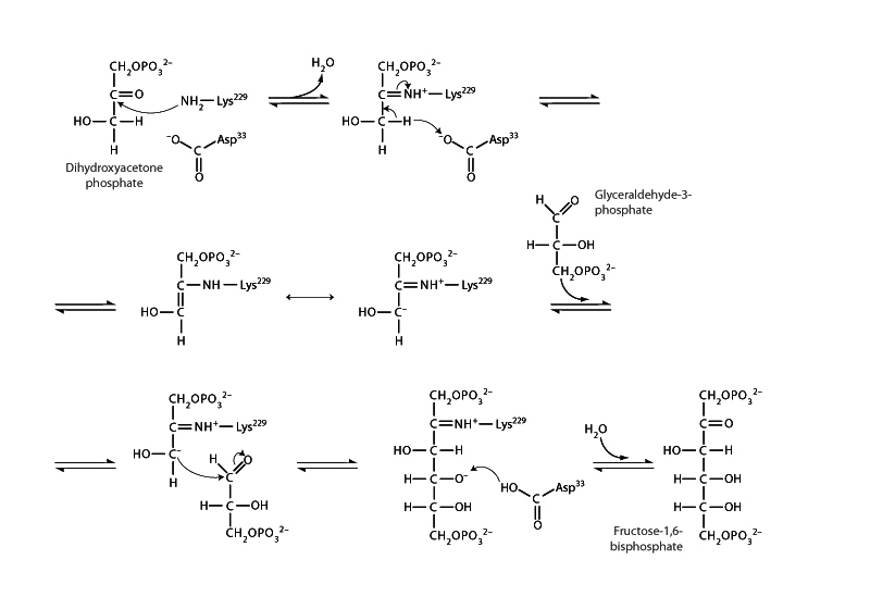 Aldolase.