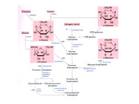 Feeder pathways for glycolysis.