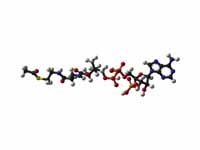 Acetyl-CoA structure ball and stick