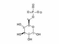  Glucose-6-phosphate  