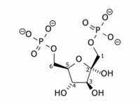  Fructose 1,6-bisphosphate  