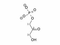 Dihydroxyacetone phosphate