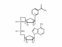 Nicotinamide adenine dinucleotide