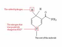 The change upon nicotinamide group wh...