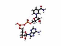 Ball-and-stick model of NAD+