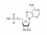 Adenosine monophosphate