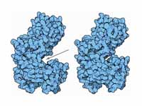 Hexokinase: 1st glycolysis enzyme. Le...