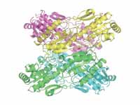 Phosphofructokinase 1