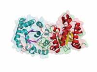 Side view of triose phosphate isomerase.