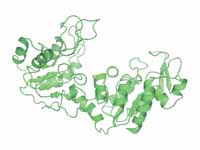 Phosphoglycerate kinase