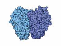 Enolase: 9th glycolysis enzyme. 