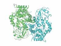 Pyruvate kinase