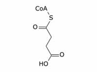 Succinyl CoA