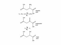 Relationship of oxaloacetic acid, mal...