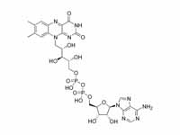 Chemical structure of flavin adenine ...