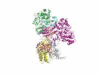 The structure of the peripheral domai...