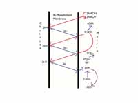 A diagram of chemiosmotic phosphoryla...