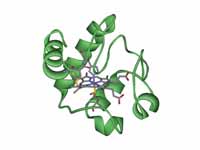 Cytochrome c with heme c.