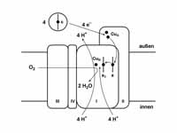 Schematische Darstellung des Komplex ...