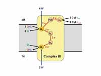 schematic illustration of complex III...