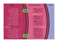 Diagram Illustrating the Malate-Aspar...