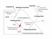 Schematic demonstrating mitochondrial...