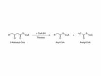 4th step of beta oxidation