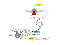 Regulation of Phosphofructokinase